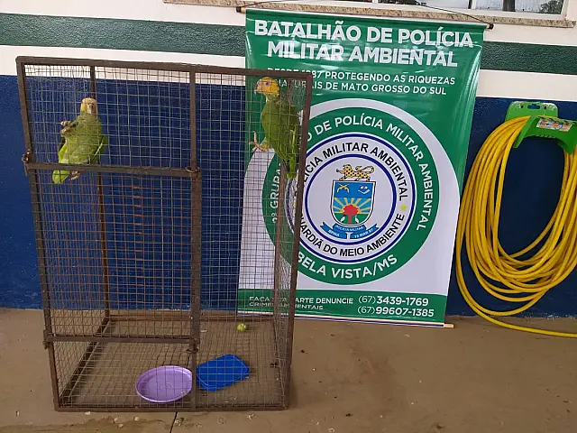 PMA resgata papagaios abandonados pela proprietária