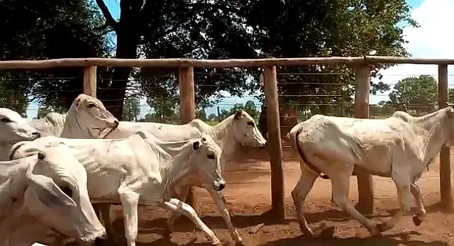 Família procura polícia ao perceber furto de 35 cabeças de gado em fazenda de MS