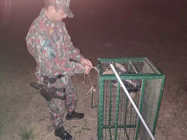 PMA resgata tamanduá que andava tranquilamente pelas ruas de Bonito