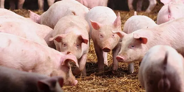 Leitões são furtados de propriedade rural em Aquidauana