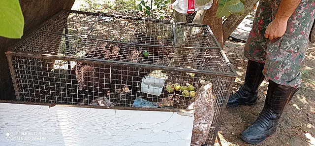 Mulher leva multa de R$ 500 por criar porco-do-mato em casa