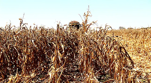 Plano de Desenvolvimento da Agropecuária de MS passa por adequações