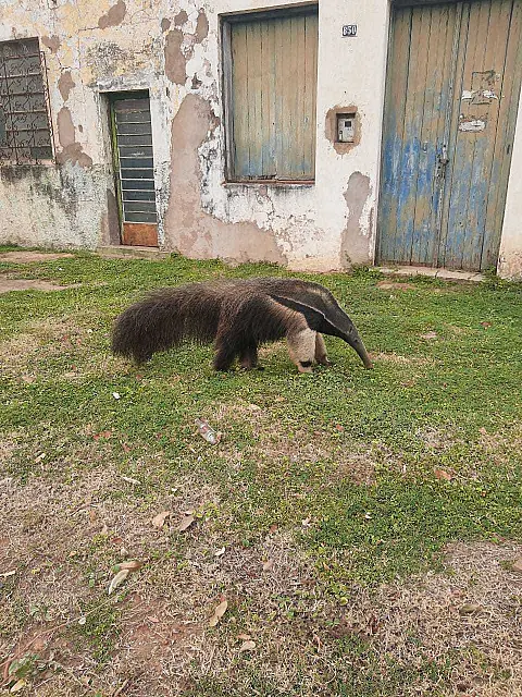 Vídeo: Leitores flagram tamanduá passeando por Anastácio nesta terça