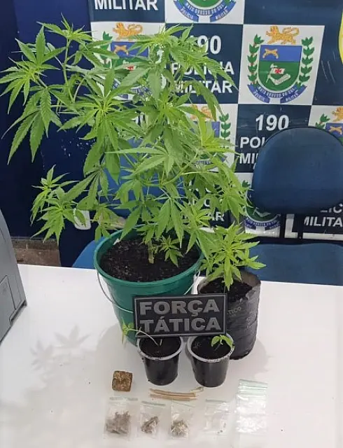 Após denúncia, homem é detido por cultivar maconha em Corumbá
