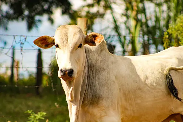 Dupla é flagrada carneando vaca de propriedade rural