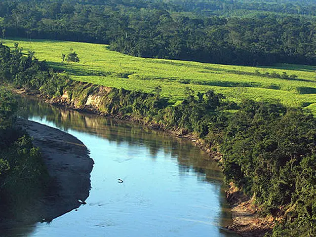 Desmatamento avança 467% na Amazônia, afirma ONG