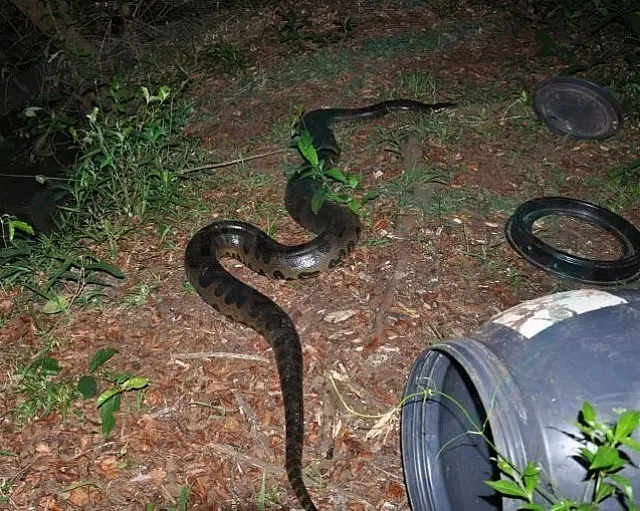 Sucuri de 4 metros é capturada após matar animais em fazenda