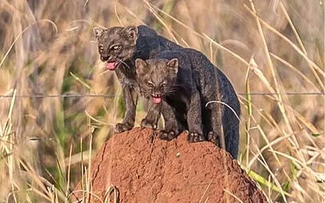 Nada de onça: raridade no Pantanal, dupla de gatos mouriscos é flagrada em clique sensacional