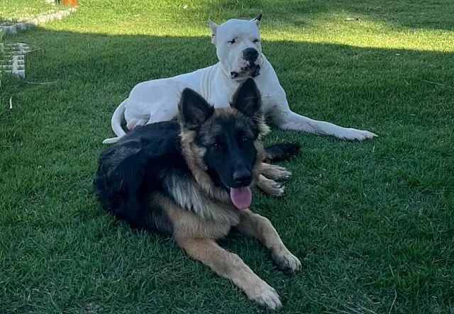 Família procura cachorros que sumiram no Pesqueiro da Barra, em Anastácio