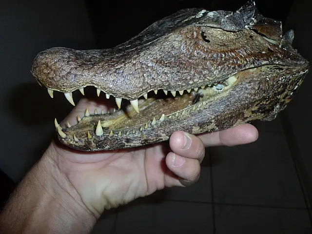 PMA apreende armas e cabeça de jacaré com caçador ilegal