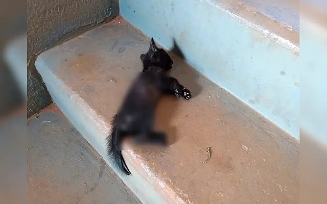 Mulher é presa após pisotear filhote gato até a morte