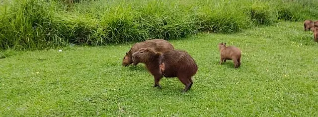 Corda amarrada em capivara preocupa moradores e PMA deve fazer o resgate