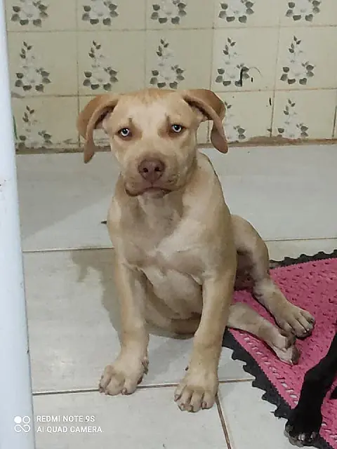 Dois Pit Monster foram furtados, um foi encontrado