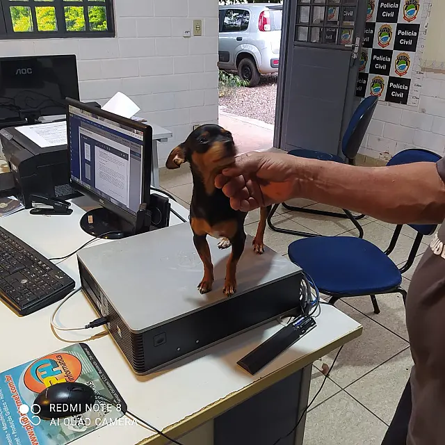 Pinscher furtado há quase um mês em Anastácio é resgatado