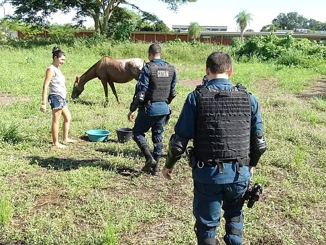 Com apoio de PMs, casal aquidauanense se solidariza com cavalos soltos