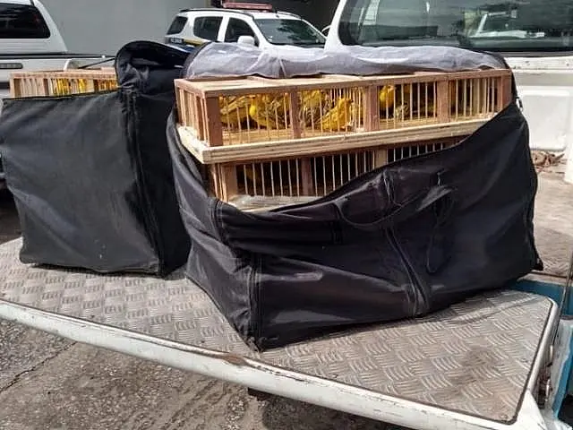 Mulher é presa e multada em R$ 34 mil por esconder canários-peruanos em casa
