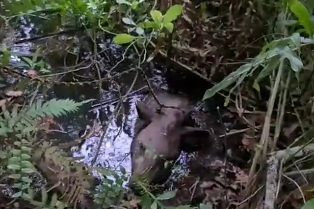 Anta atolada no Rio da Prata é resgatada pela PMA