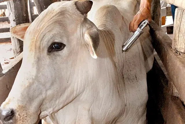 Período de vacinação contra aftosa é prorrogado em Mato Grosso do Sul