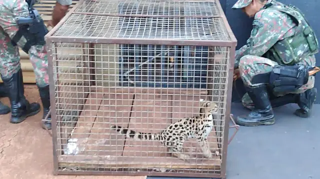 PMA captura jaguatirica acuada por cachorro