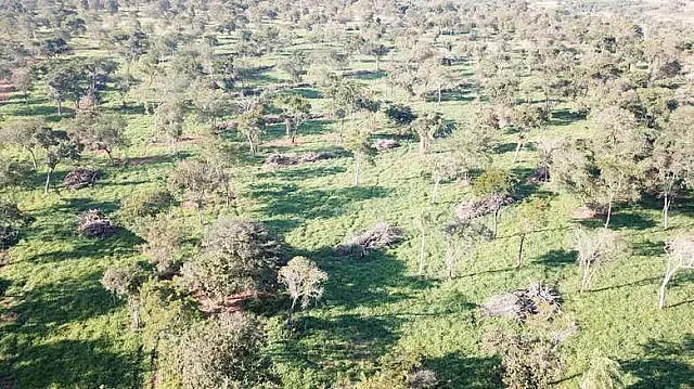 Drone auxilia PMA a descobrir desmatamento sem autorização