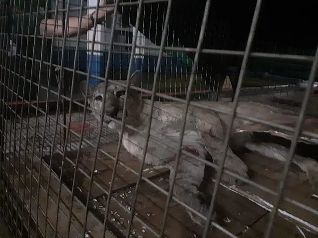 Atropelada, onça-parda é resgatada pela PMA na BR-163