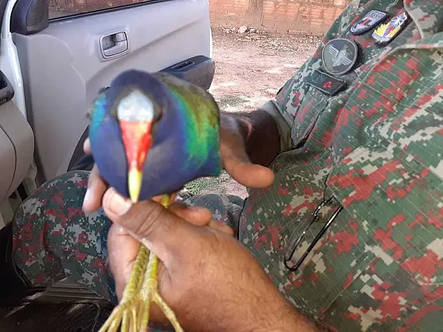 PMA resgata ave ferida na rua e gambá em residência em intervalo de 30 minutos