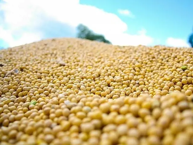 MS tem 14 municípios em lista dos 100 maiores do agronegócio