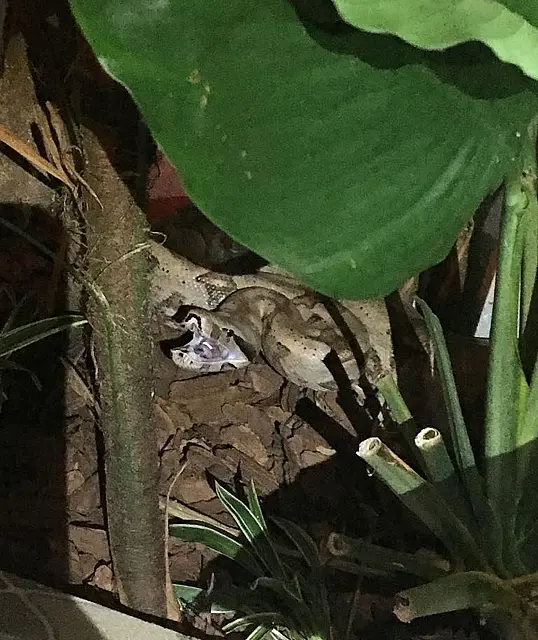 Jiboia é capturada em jardim de motel em MS pela segunda vez nos últimos meses