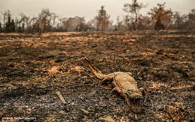 MS fica fora de novo envio da Força Nacional para combater incêndios
