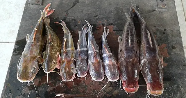PMA multa 98 pessoas por pesca ilegal em R$ 139 mil e apreende 677 kg de pescado