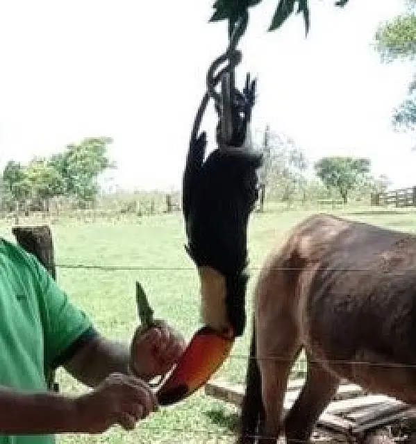 Pecuarista é autuado por post em que aparece 'carneando' tucano