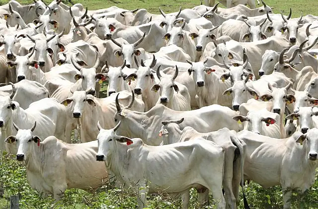 Estudo embasa plano para fortalecimento das cadeias pecuárias do Pantanal