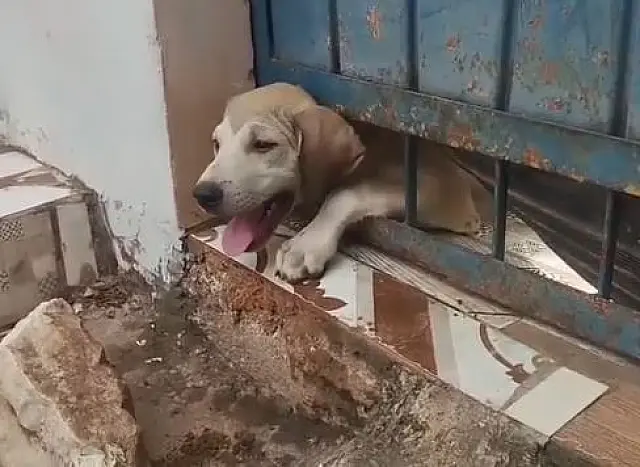 Bombeiros salvam cachorro preso em grade em Corumbá