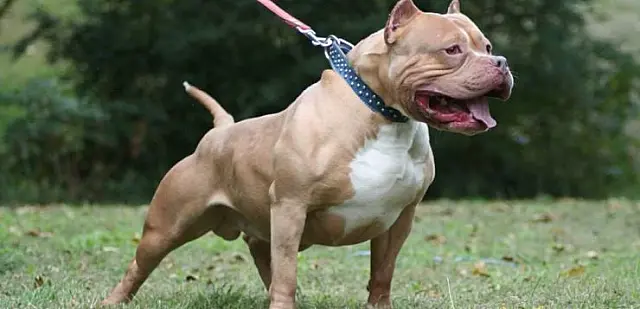 Pitbull solto em rua de Campo Grande ataca vira-lata, é 'laçado' pela PM e acaba recolhido pelo CCZ