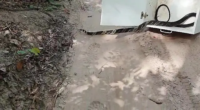 PMA resgata serpente de dois metros em unidade do IFMS