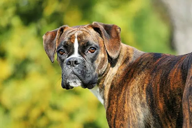 Cão solto na rua oferece risco e incômodos a moradores no bairro Cidade Nova