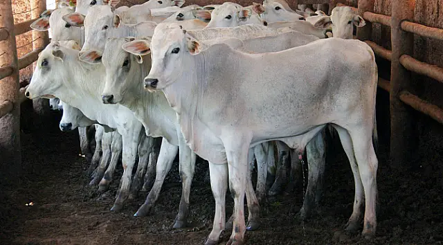 Bloqueio dos EUA à carne brasileira prejudica imagem do produto no mercado mundial