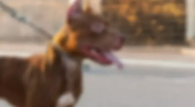 Homem sofre graves ferimentos após ataque de pit bull em Corumbá
