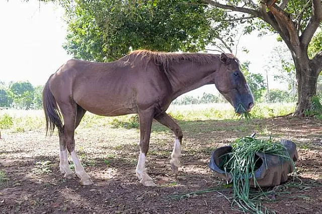 Cavalo abandonado em Aquidauana mobiliza buscas por dono