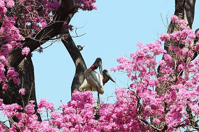 Fundo Clima Pantanal é regulamentado com R$ 40 milhões para preservação