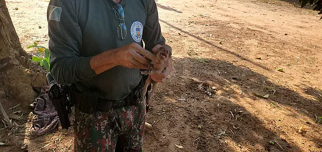 Produtor encontra filhote de cateto perdido em fazenda e o entrega à PMA