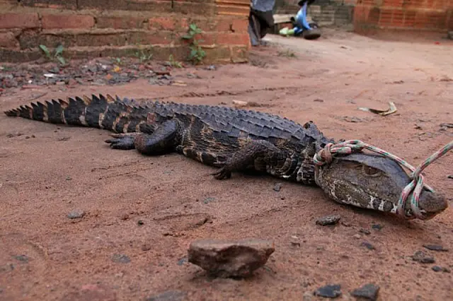 Morador encontra jacaré em quintal e coloca coleira para esperar PMA