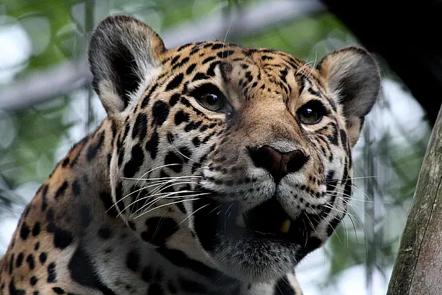 Onça-pintada de MS é crucial para repovoar espécie na Argentina