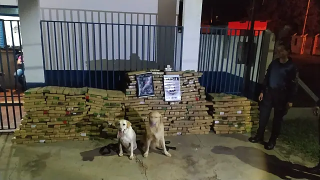 Cachorros ajudam e PM apreende 853 tabletes de maconha