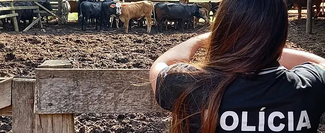 Ladrões invadem fazenda e carneiam três vacas