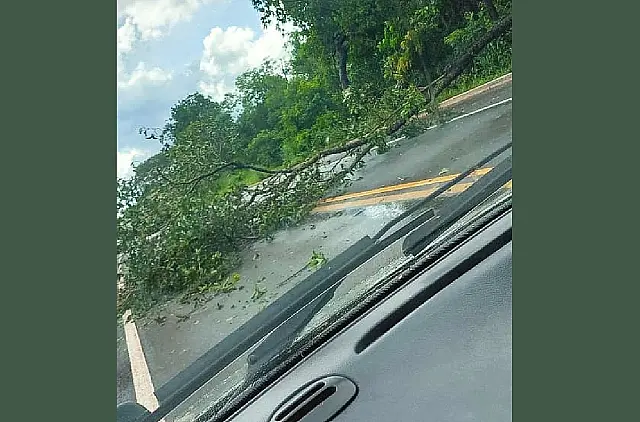 Motorista flagra mais de seis árvores caídas na BR-262 em Anastácio