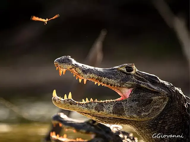Fotógrafo faz registo de momento inusitado entre borboleta e jacaré