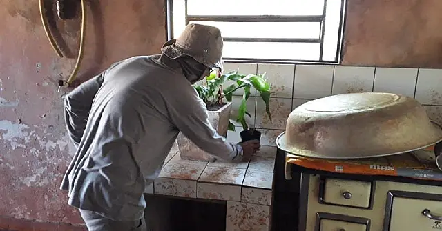 Método que reduz proliferação do vírus da dengue entra na reta final da coleta de ovos do Aedes