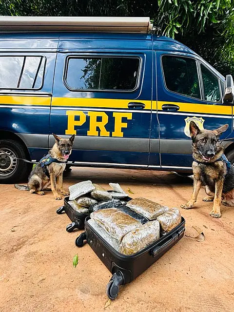 Cães farejadores encontram 15 kg de skunk em ônibus na BR-262