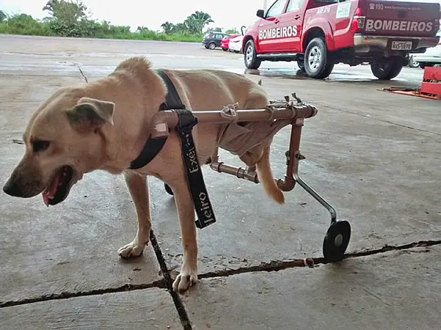 Cachorrinha ganha cadeira de rodas feita por soldado do Corpo de Bombeiros
